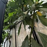 Nice details outside   at Stolia in Shkoder