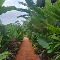 plants at Gracias Vida in La Guajira