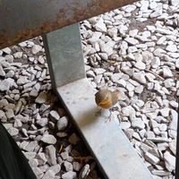 Vegan robin at Joey's Cafe in Ambleside