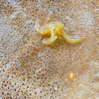   at La Creperie in Paris