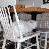 Cute kitty!! at Awen Bistro Ayurvedic in Longueuil