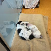 Animals up for adoption the cafe helps fund the animals care  at RSPCA Black Cat Café in Wacol