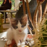 Kitty at Noon Good Food in Urla