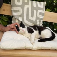 restaurant 🐱. so sweet    at Noon Good Food in Urla