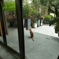 Guard cat. at Even Noodles Sing 碗阳春 in Shanghai