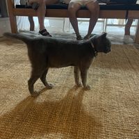 Resident cat  at Almond in Paros