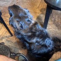 New friend  at Massolit Books & Café in Krakow