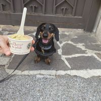Anche Napoleone ha ottenuto un biscottino vegano at L'albero dei Gelati in Monza