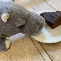 Ginger cake and hippo at Cafe in the Park in Rickmansworth