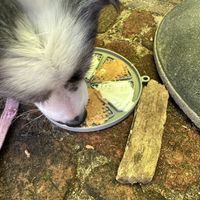 Coconut yoghurt and peanut butter lick mats for the girls!  at Cafe Mojo in Mundaring