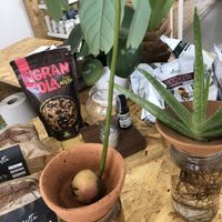 Schalen für Pflanzen  at Gutt Biomarket in Lanzarote