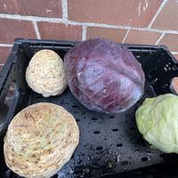 cabbage #Veganuary at Bio-Insel Stralsund in Stralsund