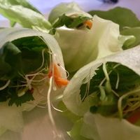 Rice paper spring rolls with mint and arugula at True Bistro in Somerville