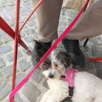 The place is dog friendly, you can bring them inside too at Free Ride in Szentendre