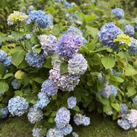 Mirehouse Gardens  at The Old Sawmill Tearoom in Keswick