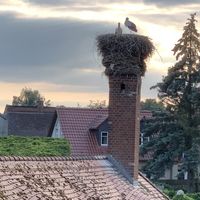 Storchennest an der Einfahrt at ahead Burghotel in Lenzen Elbe