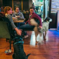 A beautiful husky freely walked around the restaurant to the delight of us and the other patrons. at Max Pett in Munich