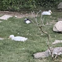   at The Queen Inn in Cwmbran