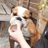 Doggie ice cream at The Queen Inn in Cwmbran