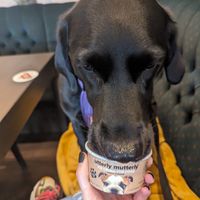 Doggy ice cream at The Queen Inn in Cwmbran