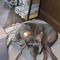 Well set up for dogs, including sausages! at The Queen Inn in Cwmbran