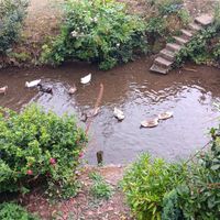 Ducks at The Queen Inn in Cwmbran