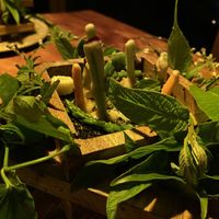 First course - an homage to growing  #Veganuary at San Lucas Treetop Dining Experience in Monteverde