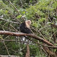 Cheeky Capuchin at Café Monteverde Coffee Shop in Monteverde