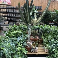 plants  at Café Florina in Hirschthal