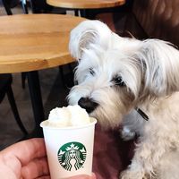 Staff are so kind they even brought my dog a small treat! 💚 at Starbucks in Isle Of Sheppey