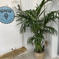   at Vincis Heladería in Barcelona