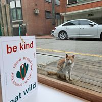 Cat at Pinch Brunch Bar in Seoul