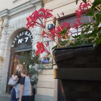 Flowers on terrace at N° 7 in Krakow