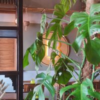  at Ban Vegan in Berlin