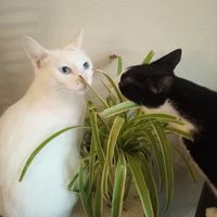 Two of the residents at Kattencafé Op z'n Kop in Groningen