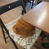  at Kattencafé Op z'n Kop in Groningen