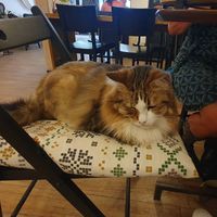  at Kattencafé Op z'n Kop in Groningen