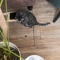 Cutie  at Kattencafé Op z'n Kop in Groningen