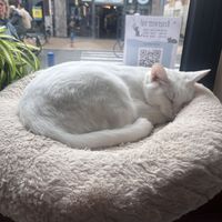 🤍  at Kattencafé Op z'n Kop in Groningen