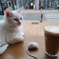  at Kattencafé Op z'n Kop in Groningen