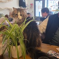  at Kattencafé Op z'n Kop in Groningen
