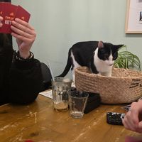  at Kattencafé Op z'n Kop in Groningen