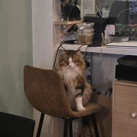  at Kattencafé Op z'n Kop in Groningen