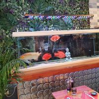 Fish tank with huge fishes at Sushi Kultur in Gavle