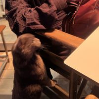 cute cat hoped I have fish on my plate 😅   at Pingouino in Paphos