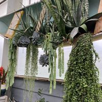   at The Watering Can Flower Market in Lincoln