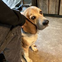 restaurant dog   at Sunflower Cafe in West Glacier