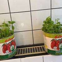   at Pizzi*s & Cream in Vienna