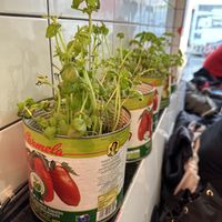   at Pizzi*s & Cream in Vienna