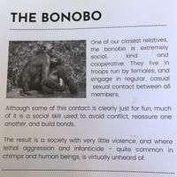   at Bonobo Cafe in Christchurch